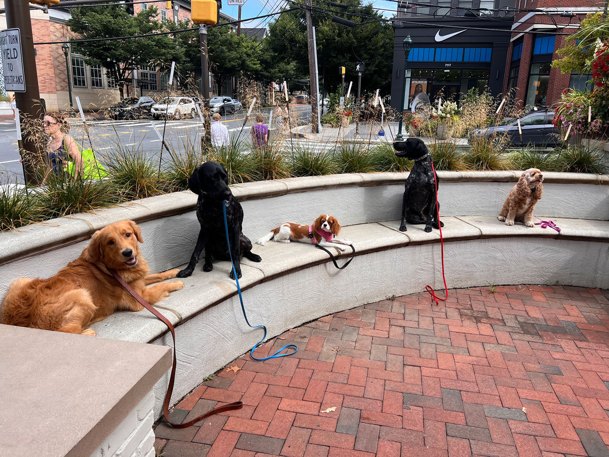 The First 5 Months With Your Puppy: Confidence Over Perfection